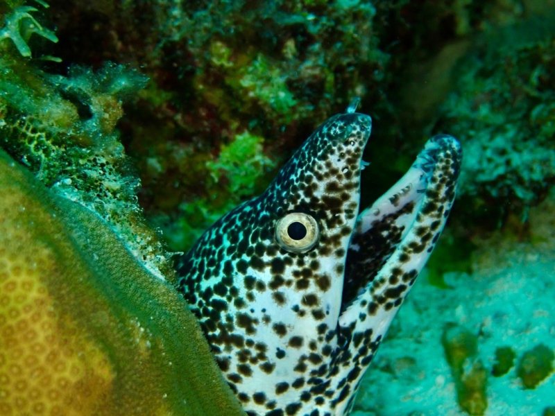 Divesite Image