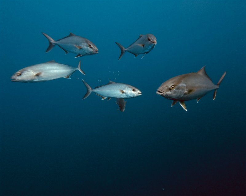 Divesite Image