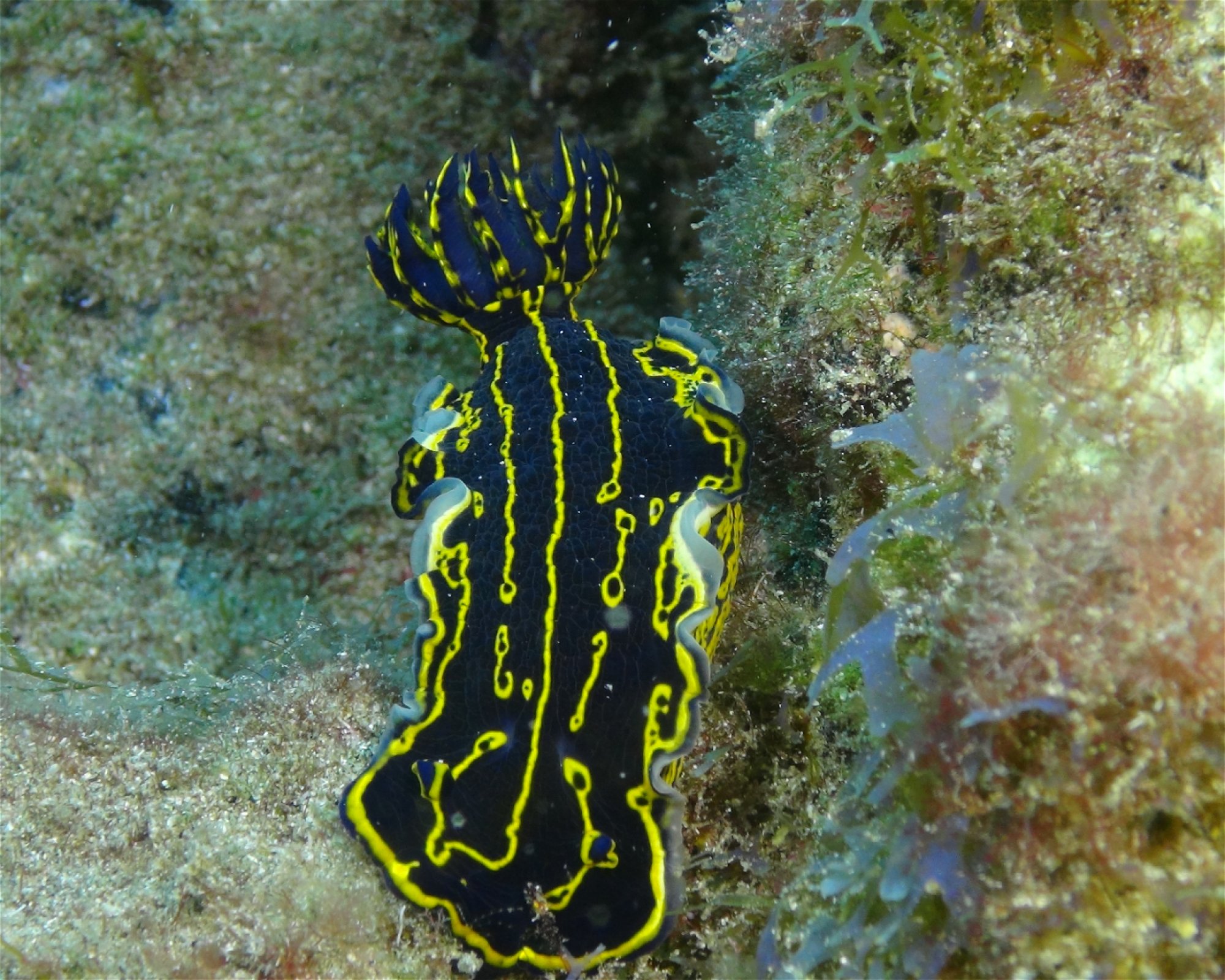 Blue Bottom Diving, 38660 Adeje