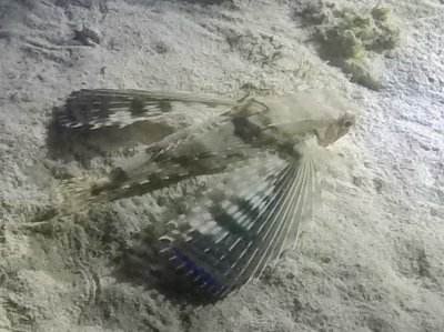 Red Island House Reef <span class="text-color-primary text-sm"> (★4.4)</span>