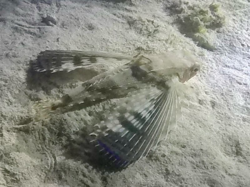 Divesite Image
