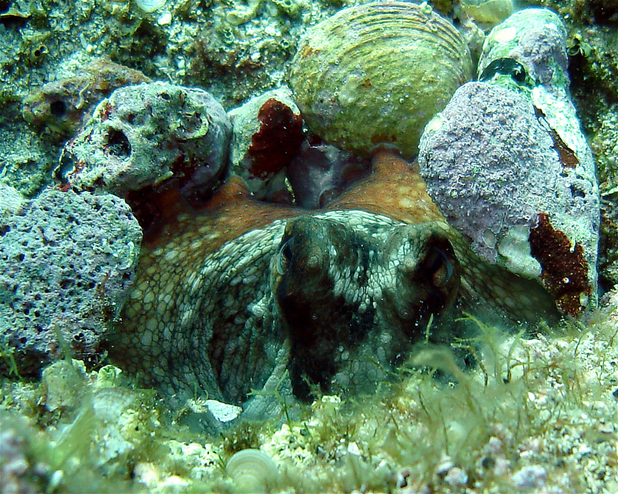 Dive City, 51260 Crikvenica