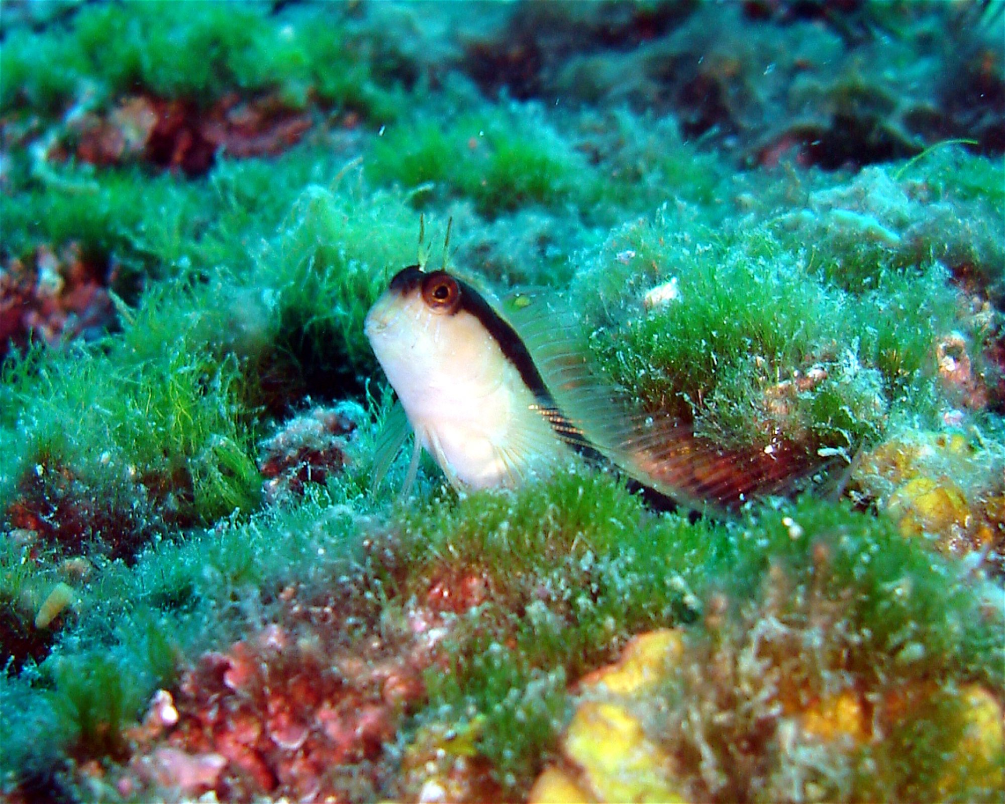 Dive City, 51260 Crikvenica