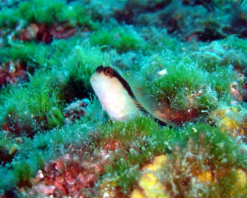 Divesite Image