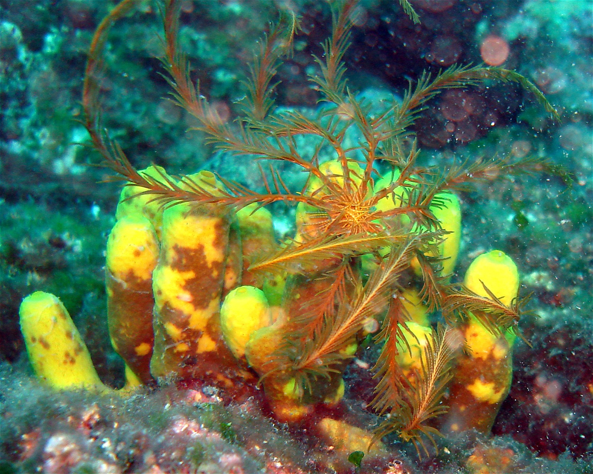 Dive City, 51260 Crikvenica