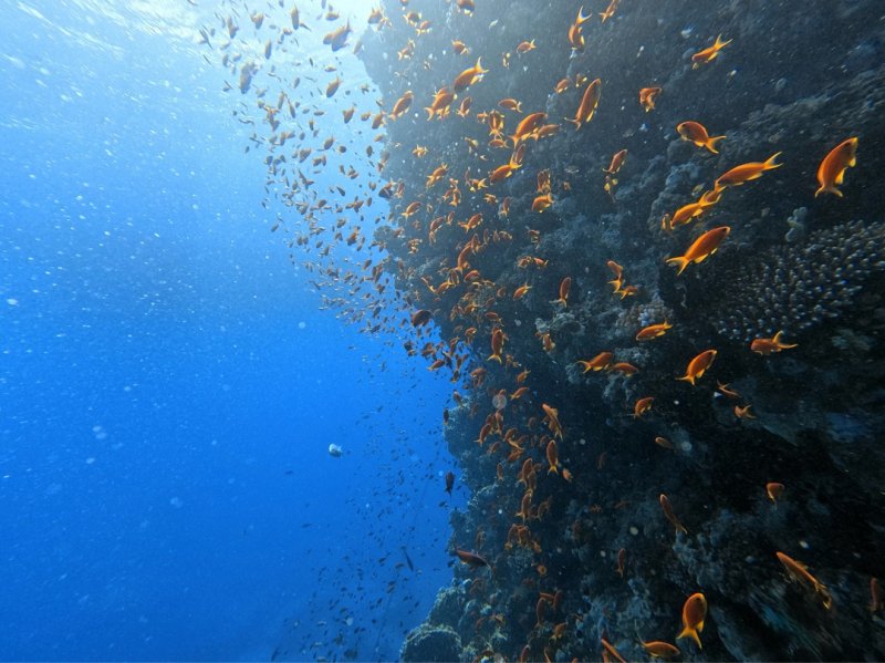 Divesite Image
