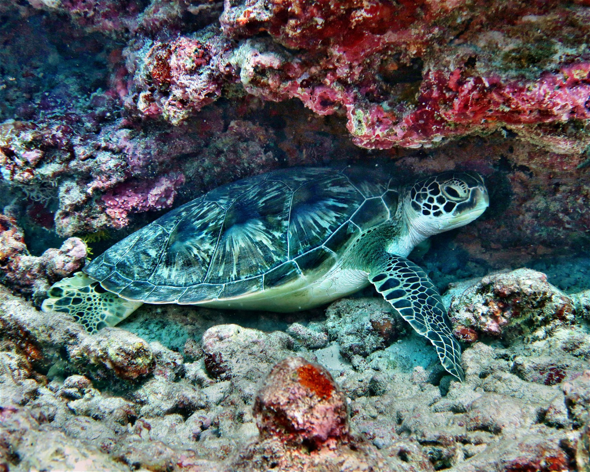 DivePoint Hudhuran Fushi, 20193 Male