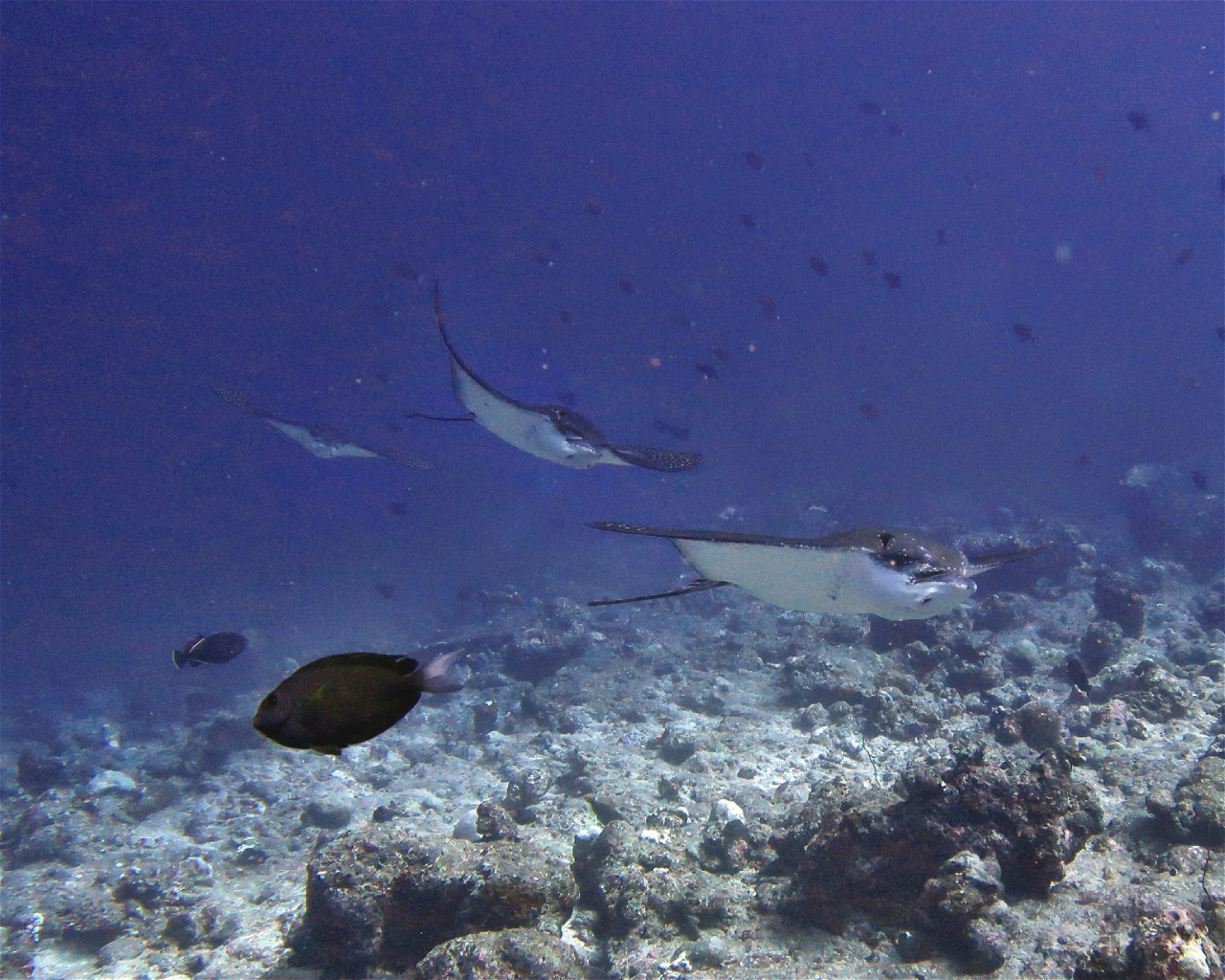 DivePoint Hudhuran Fushi, 20193 Male