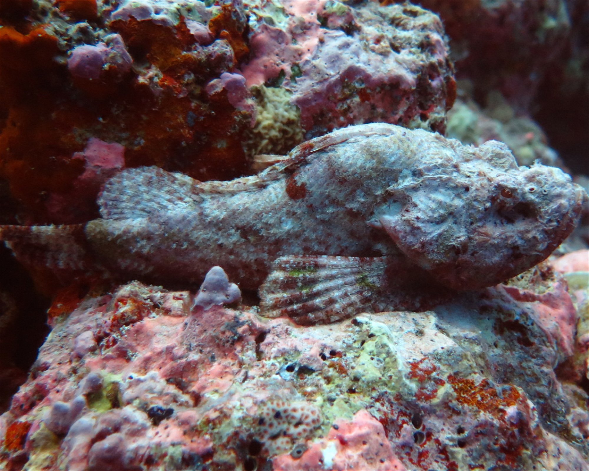 DivePoint Hudhuran Fushi, 20193 Male