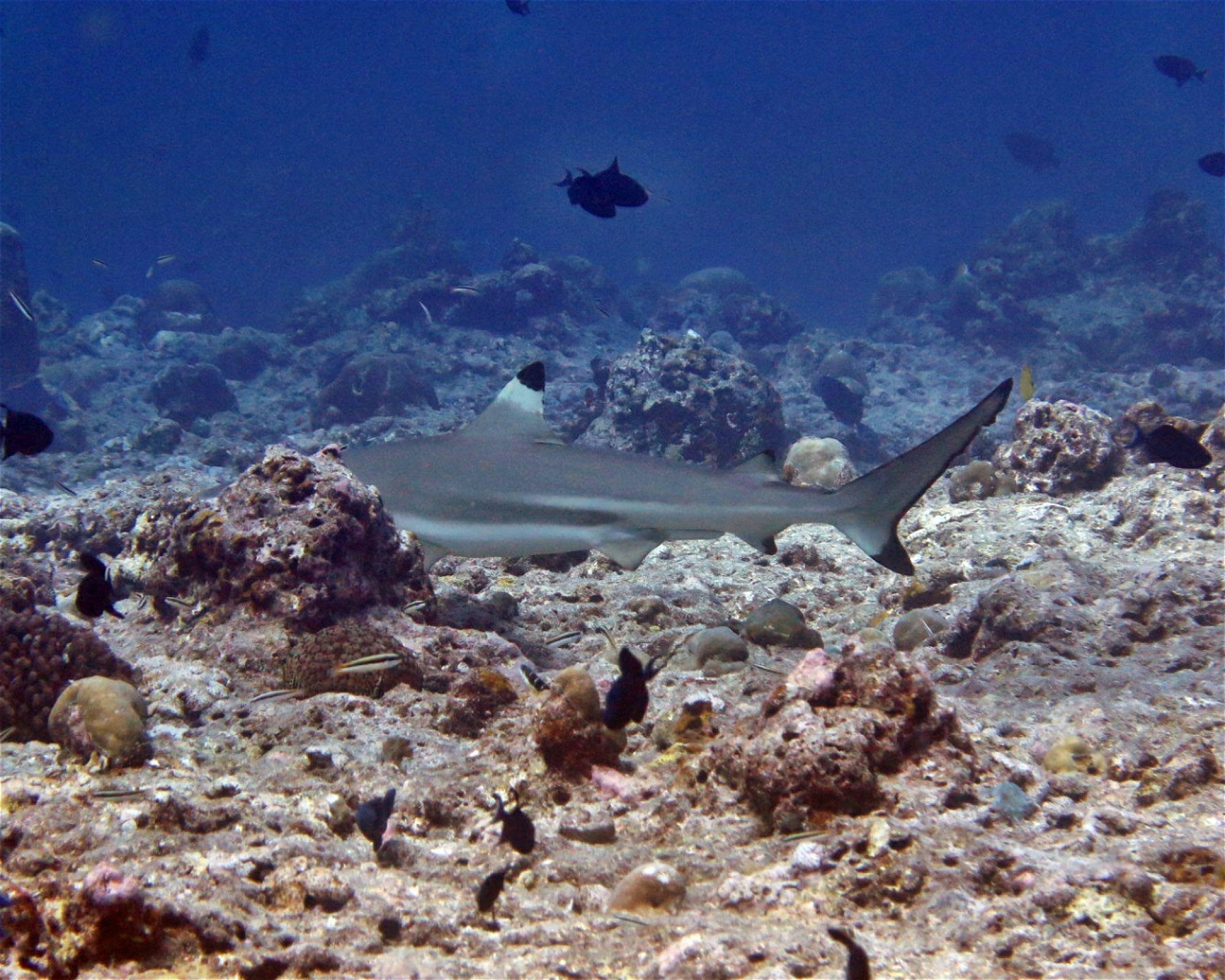 DivePoint Hudhuran Fushi, 20193 Male