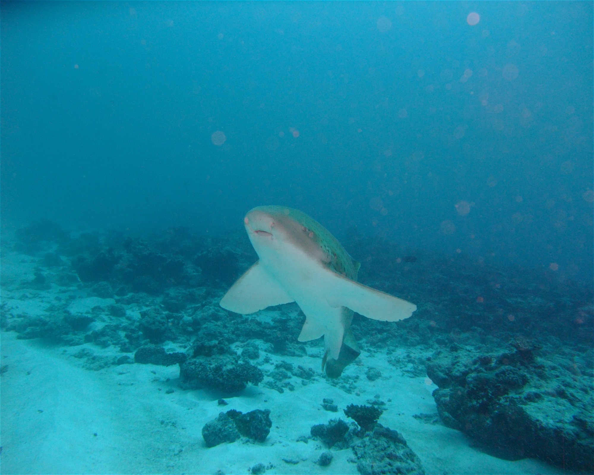 DivePoint Hudhuran Fushi, 20193 Male