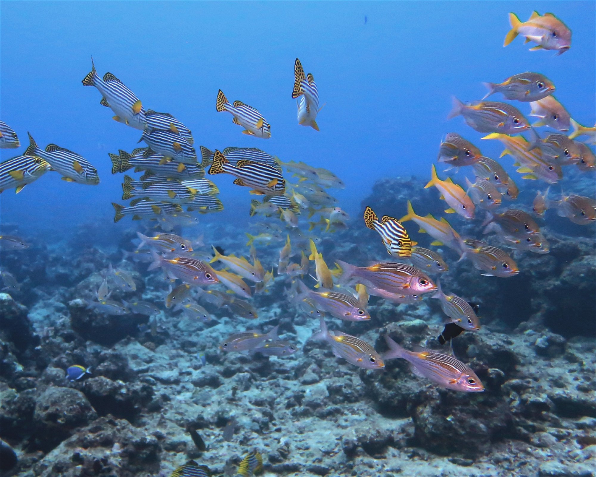 DivePoint Hudhuran Fushi, 20193 Male