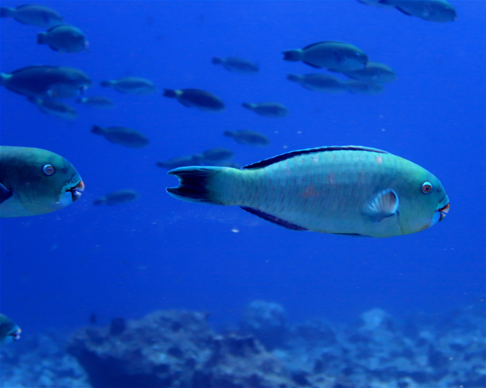 DivePoint Hudhuran Fushi, 20193 Male