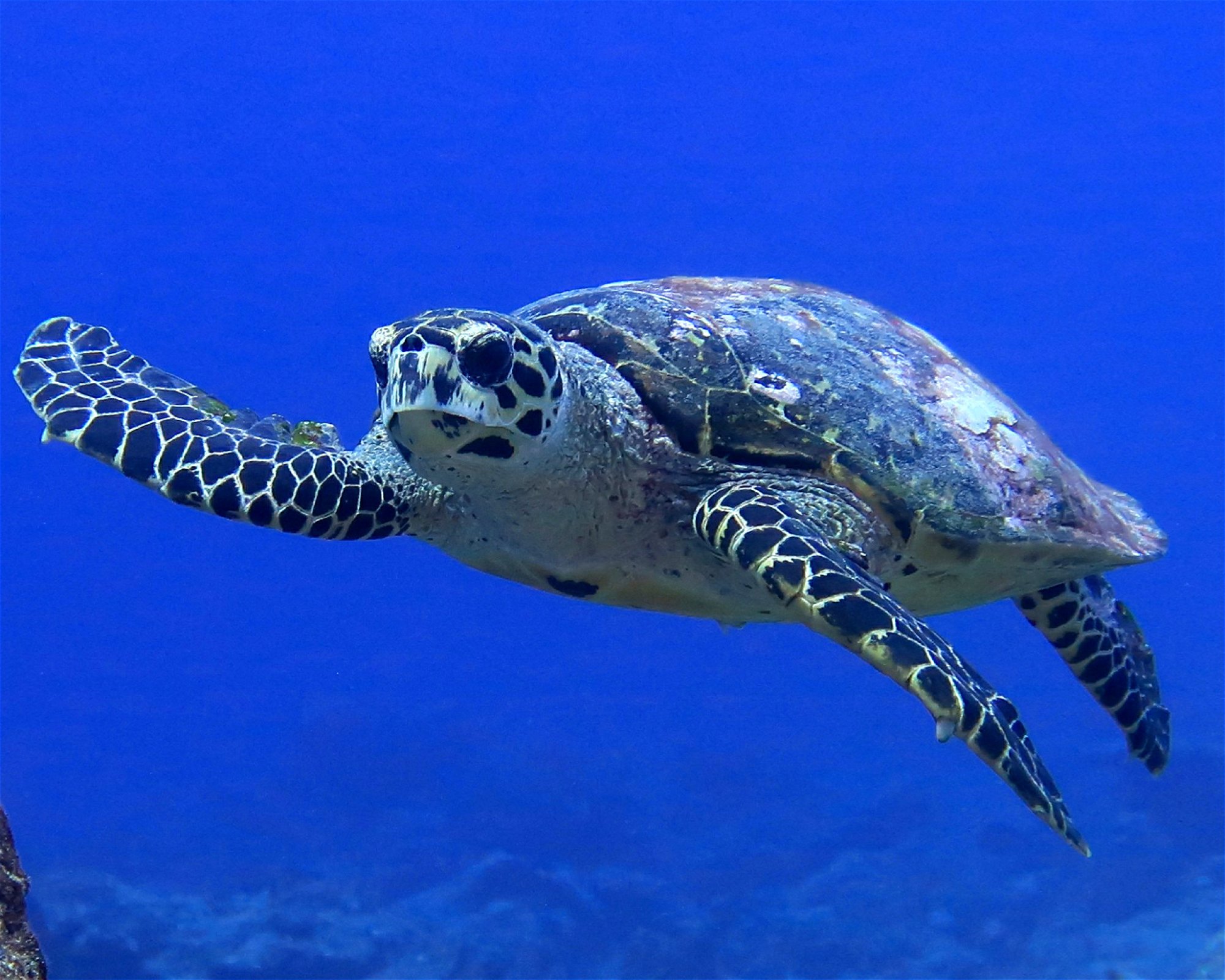 DivePoint Hudhuran Fushi, 20193 Male