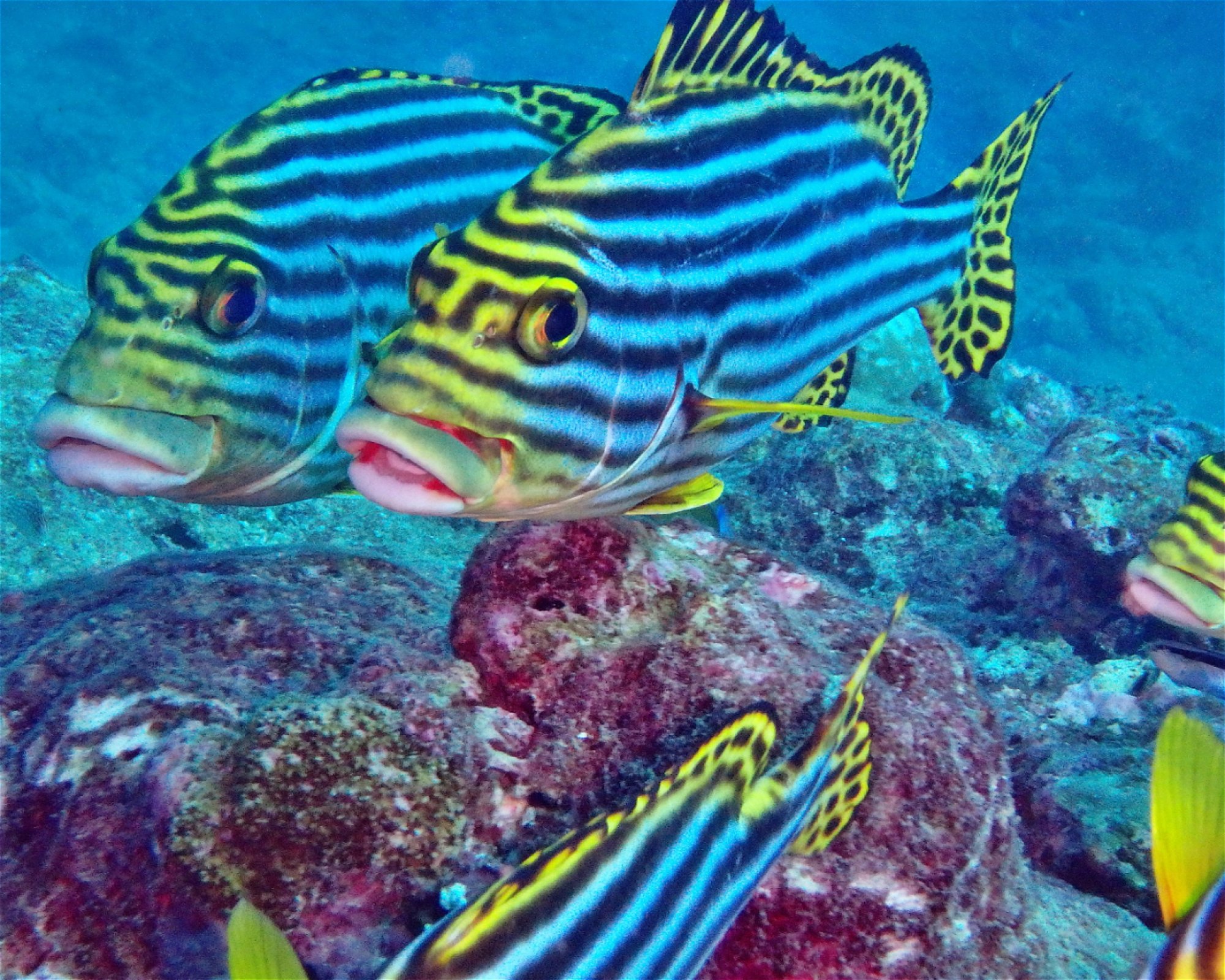 DivePoint Hudhuran Fushi, 20193 Male