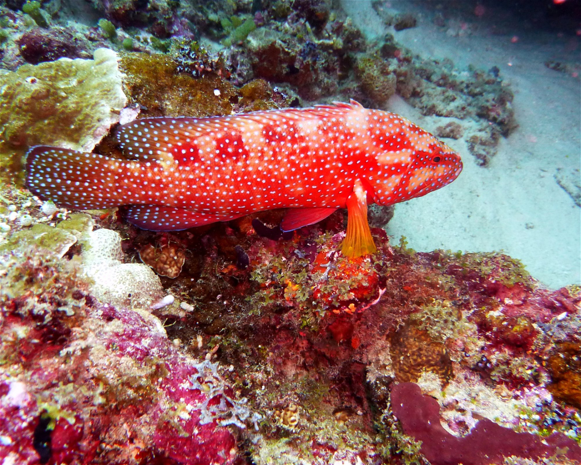 DivePoint Hudhuran Fushi, 20193 Male