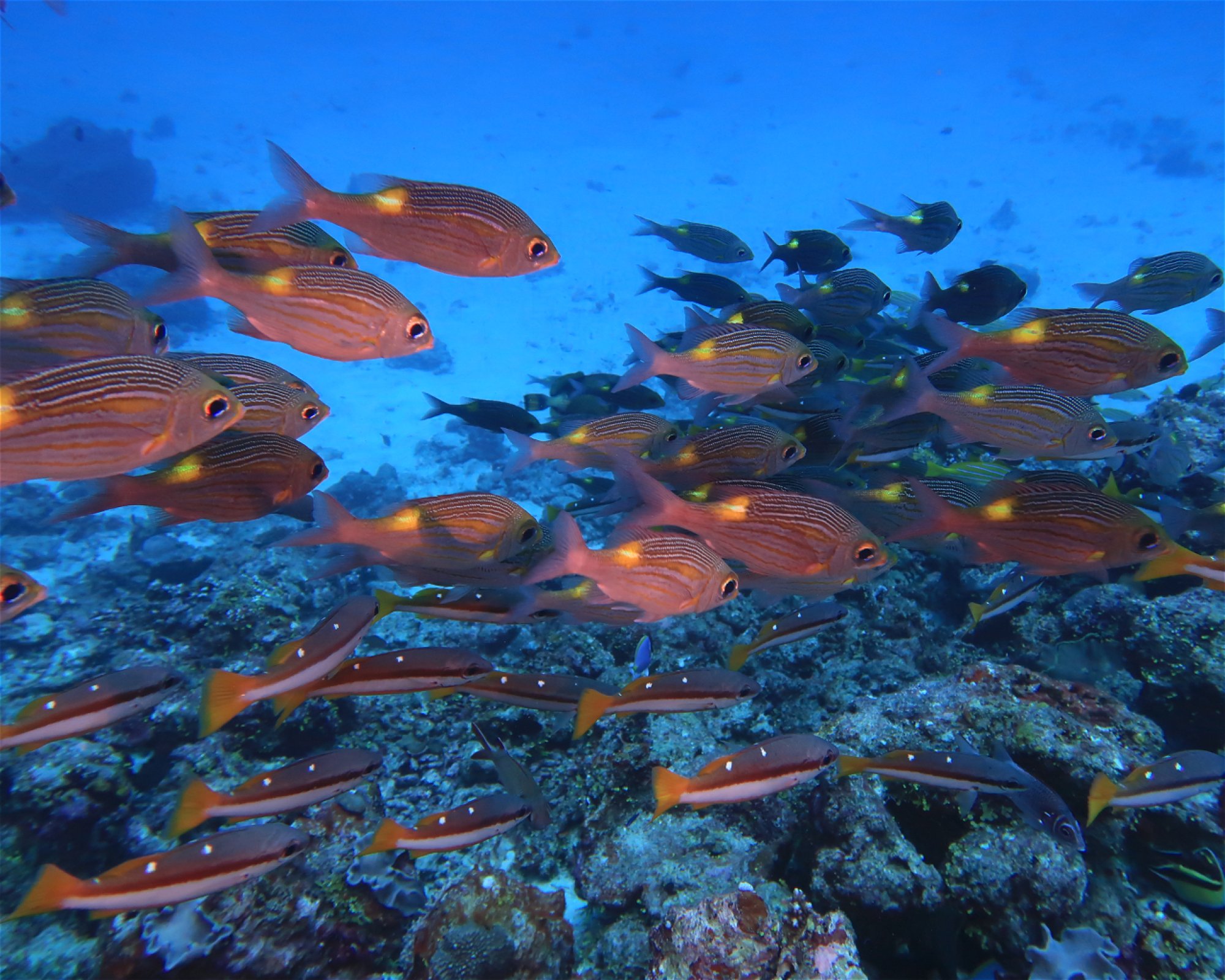 DivePoint Hudhuran Fushi, 20193 Male