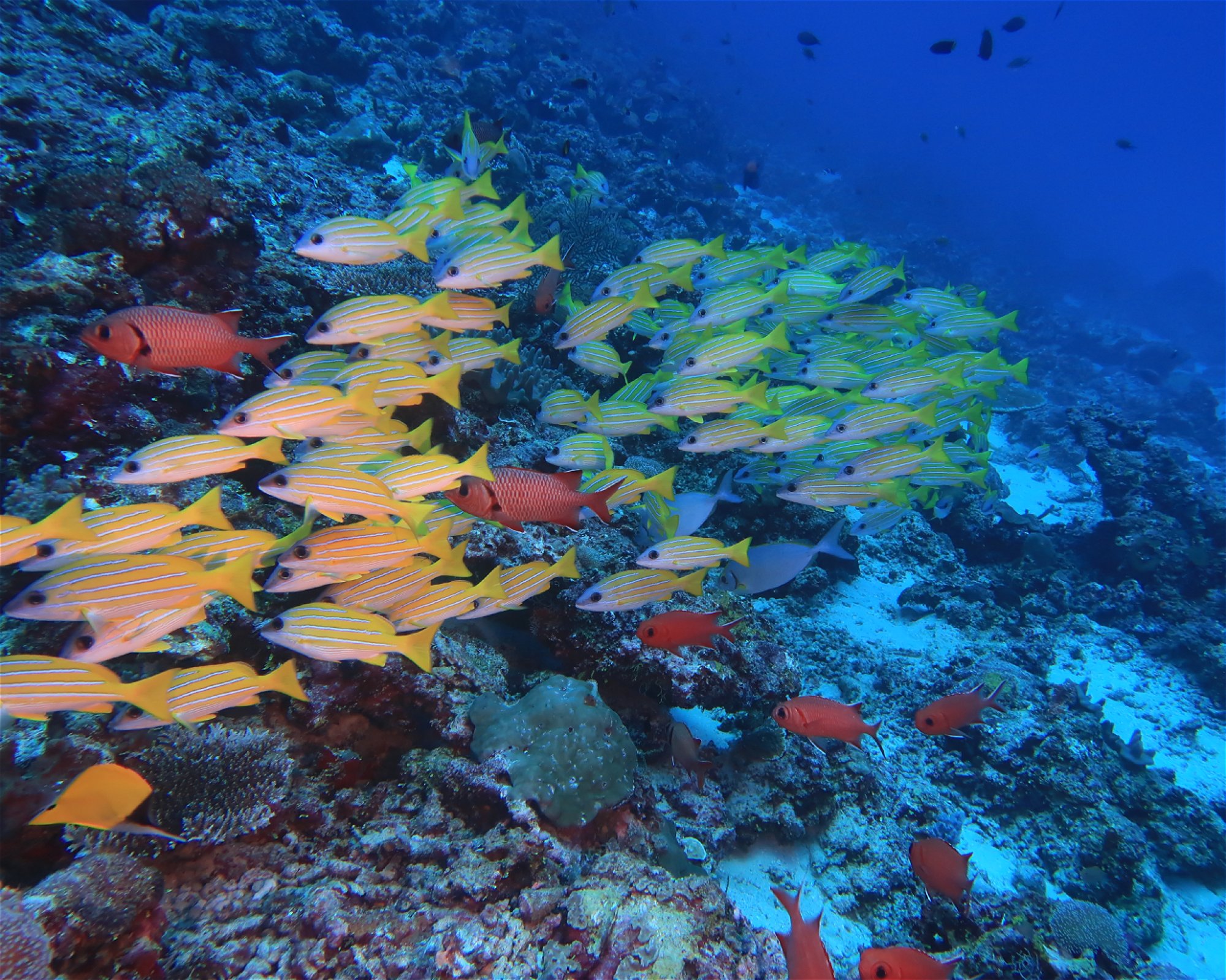DivePoint Hudhuran Fushi, 20193 Male