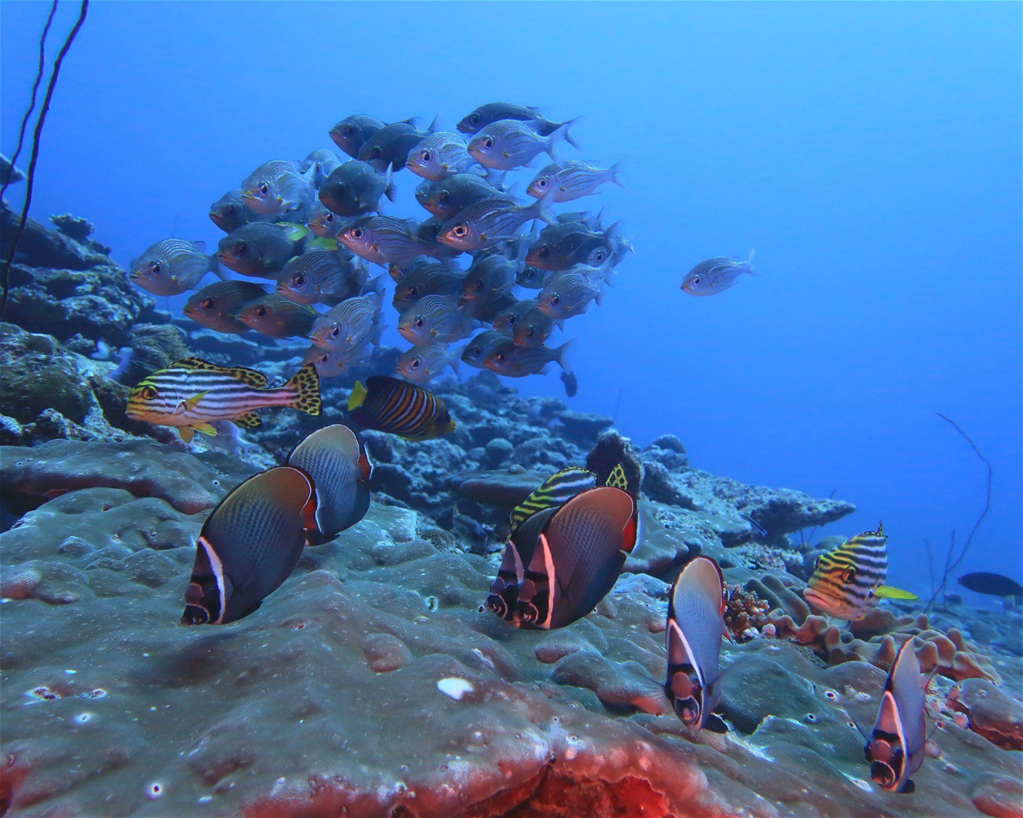 DivePoint Hudhuran Fushi, 20193 Male
