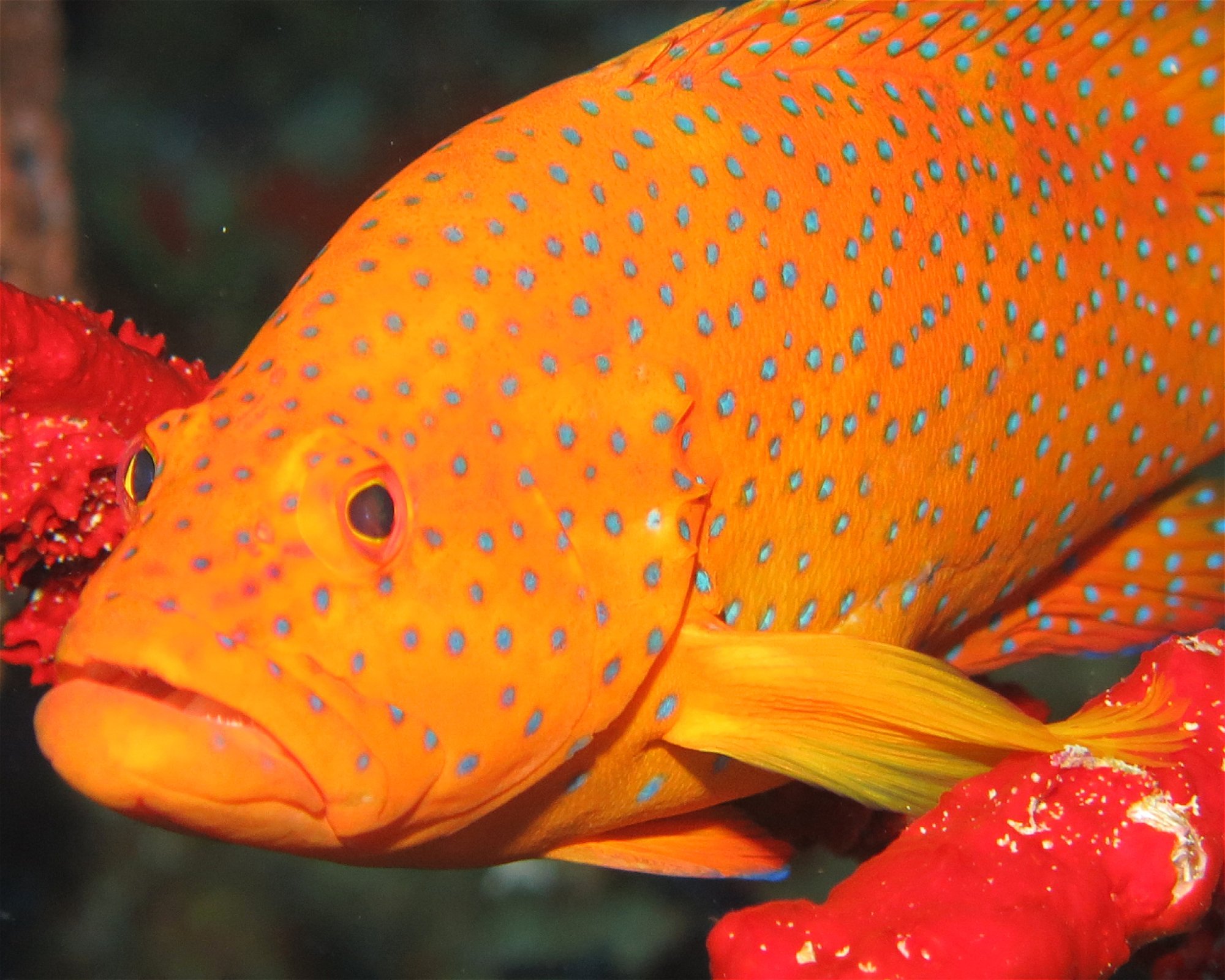 DivePoint Hudhuran Fushi, 20193 Male