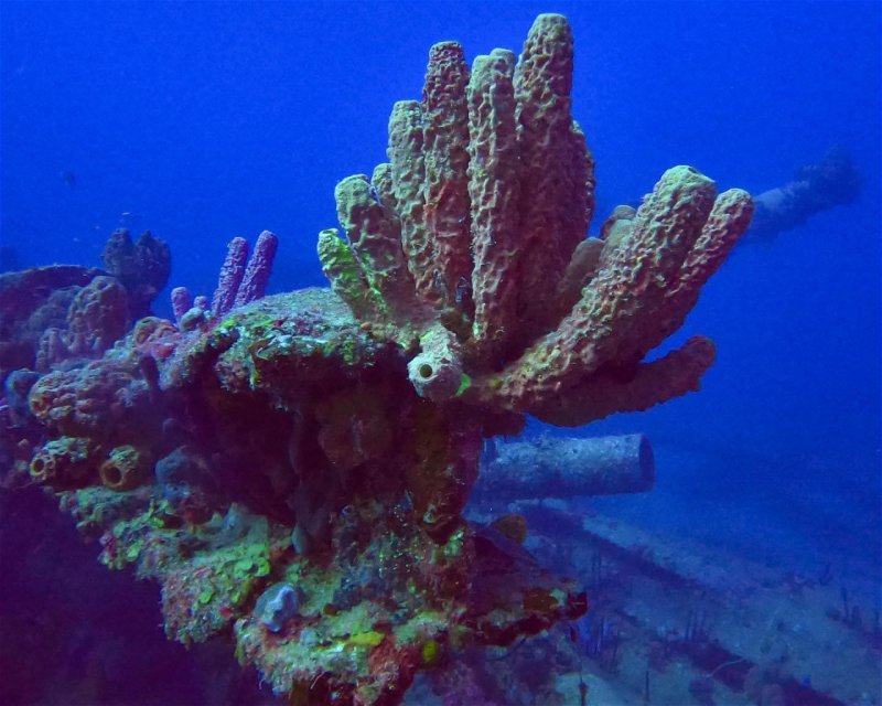 Divesite Image