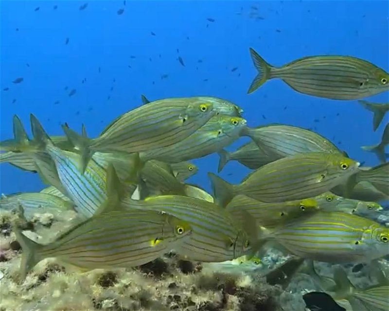 Divesite Image