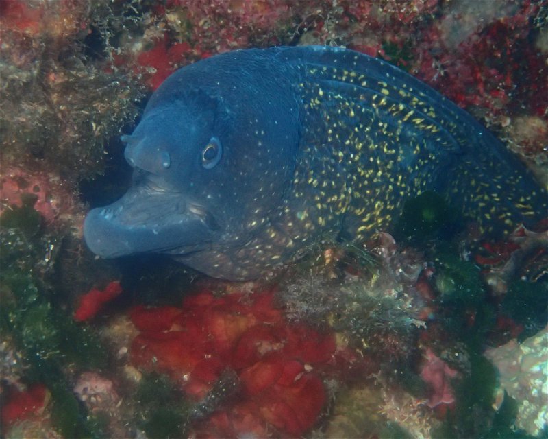 Divesite Image