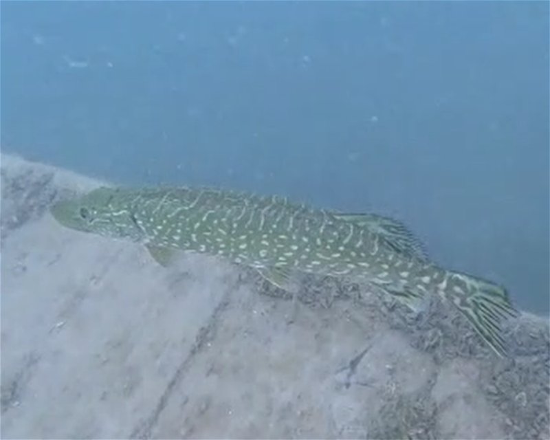 Divesite Image