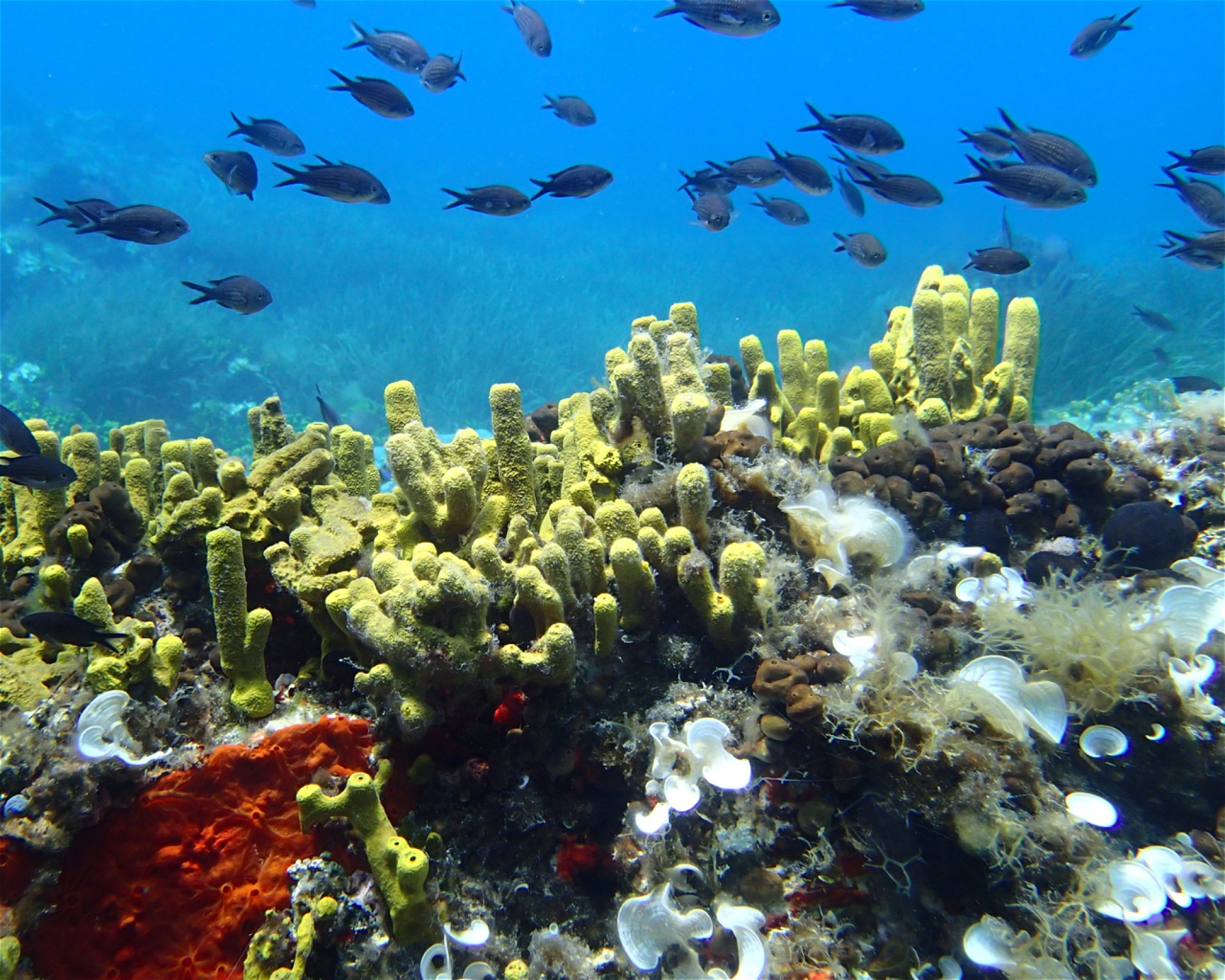 OCEANIC Diving Center, 63088 Nikiti