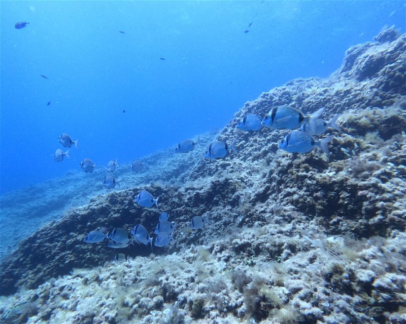 Divesite Image