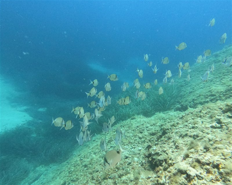 Divesite Image