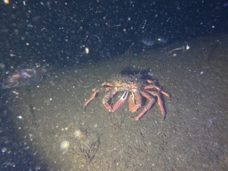 Divesite Image
