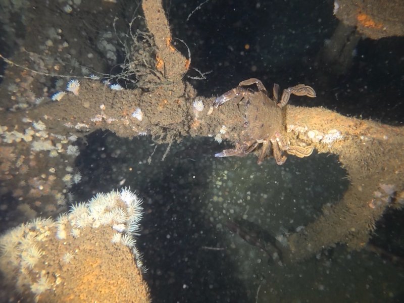 Divesite Image