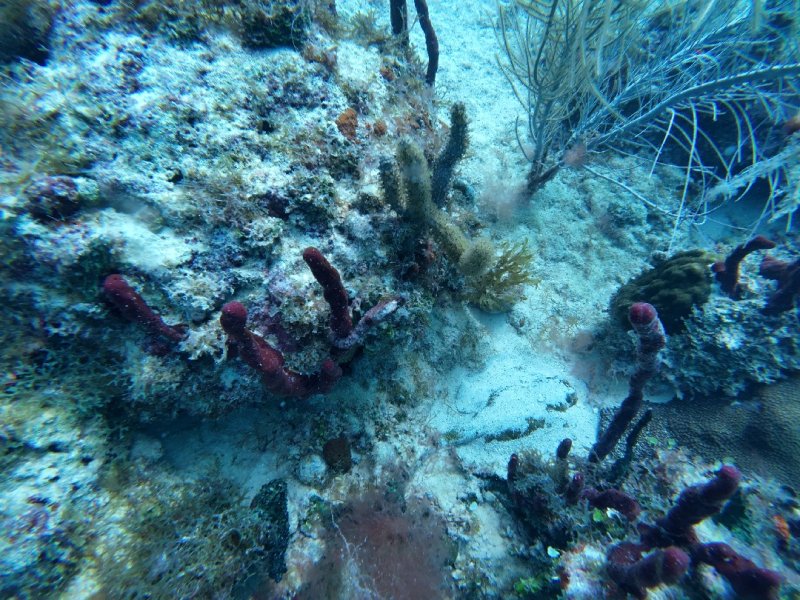 Divesite Image