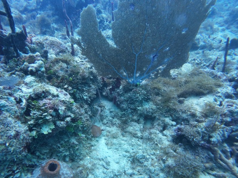 Divesite Image