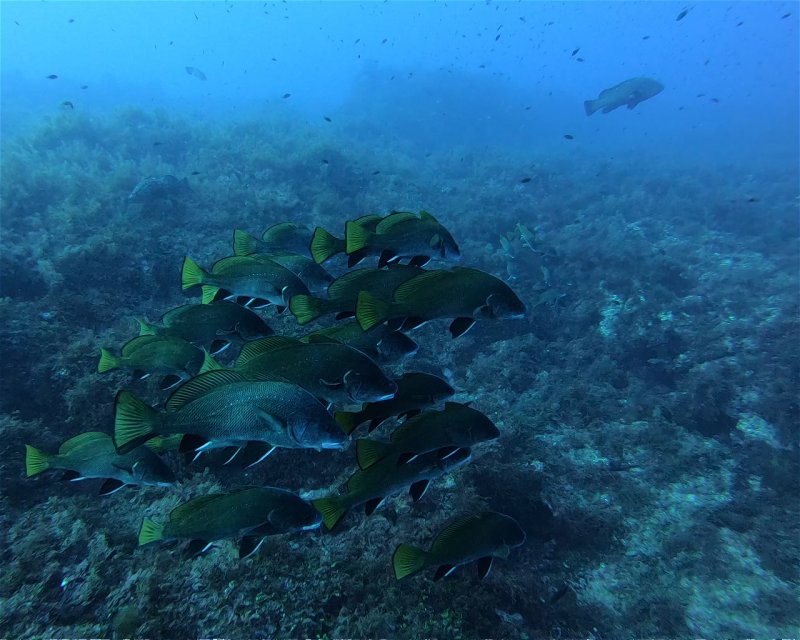 Divesite Image