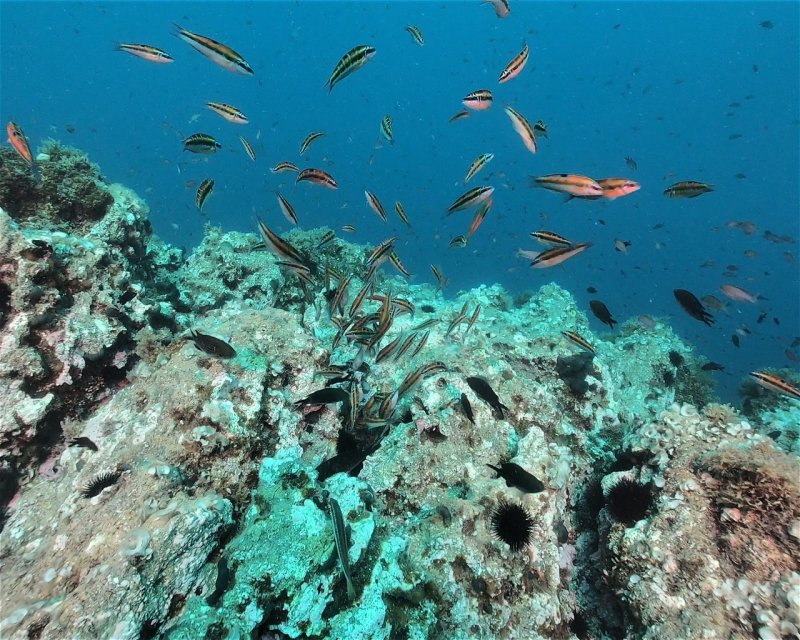 Divesite Image