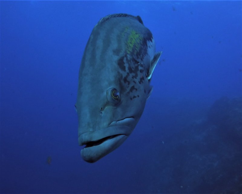 Divesite Image