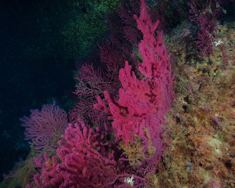 Divesite Image