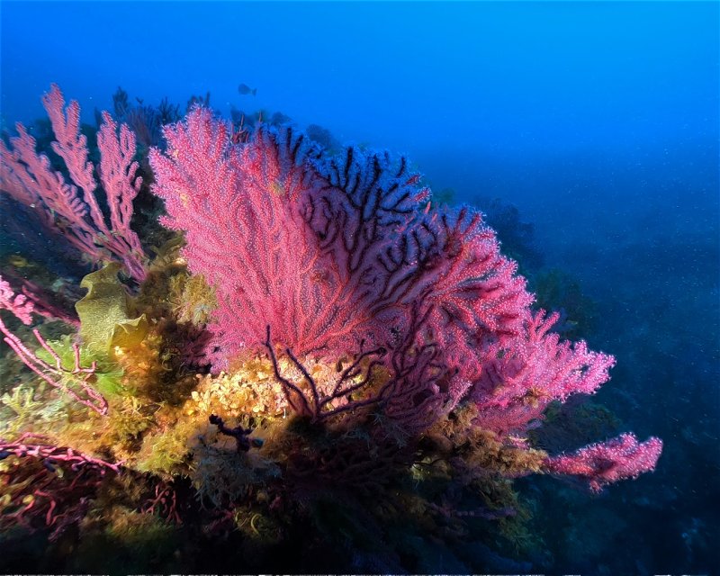 Divesite Image