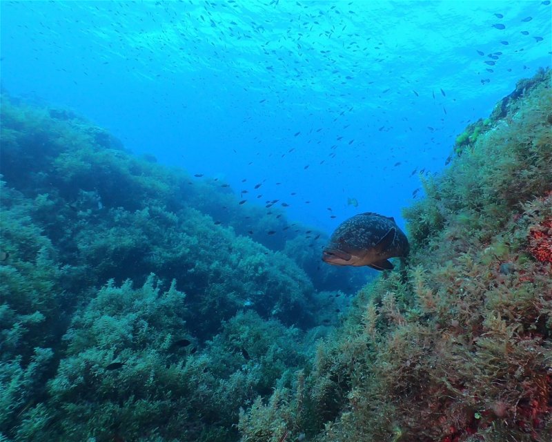 Divesite Image