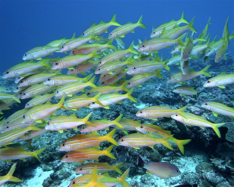 Divesite Image