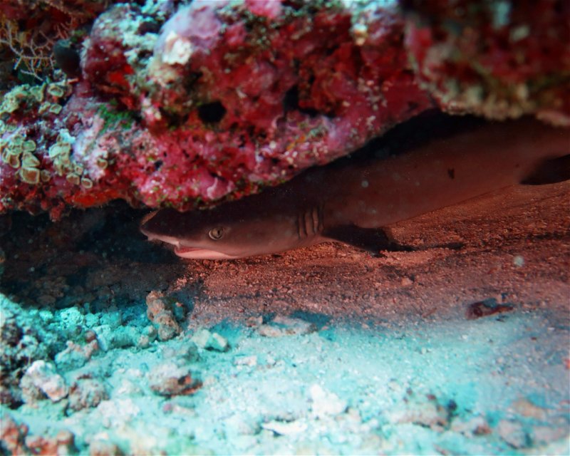 Divesite Image