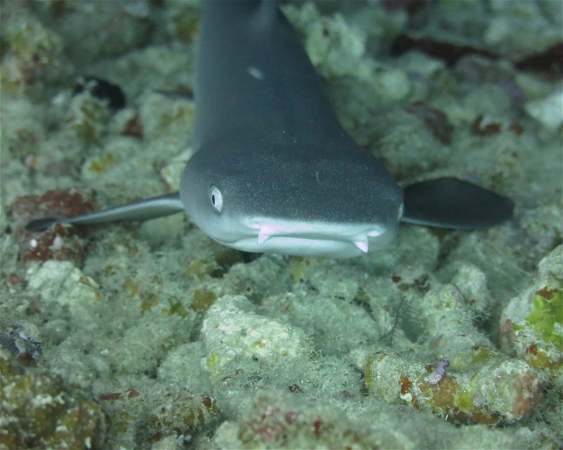 Divesite Image