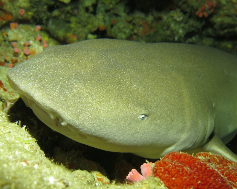 Divesite Image