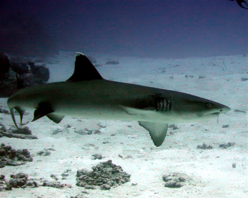 Divesite Image