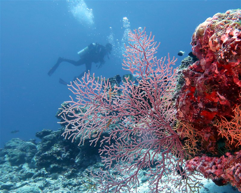 Divesite Image