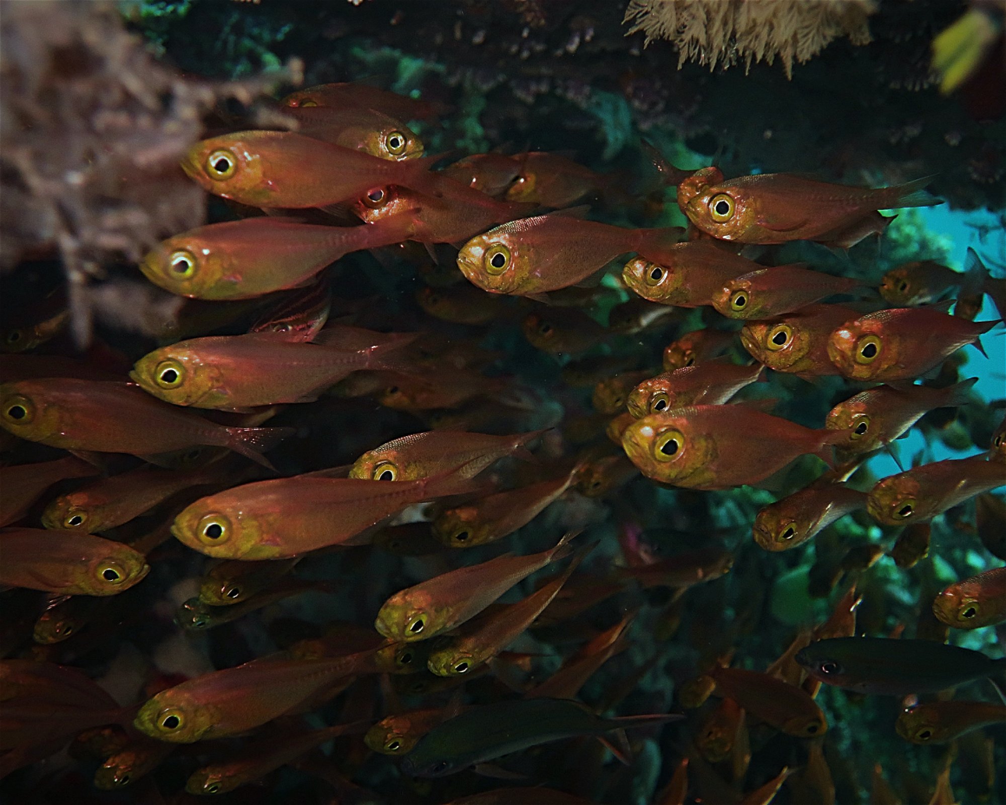 Amed Jepun Divers, 80852 Amed, Karangasem