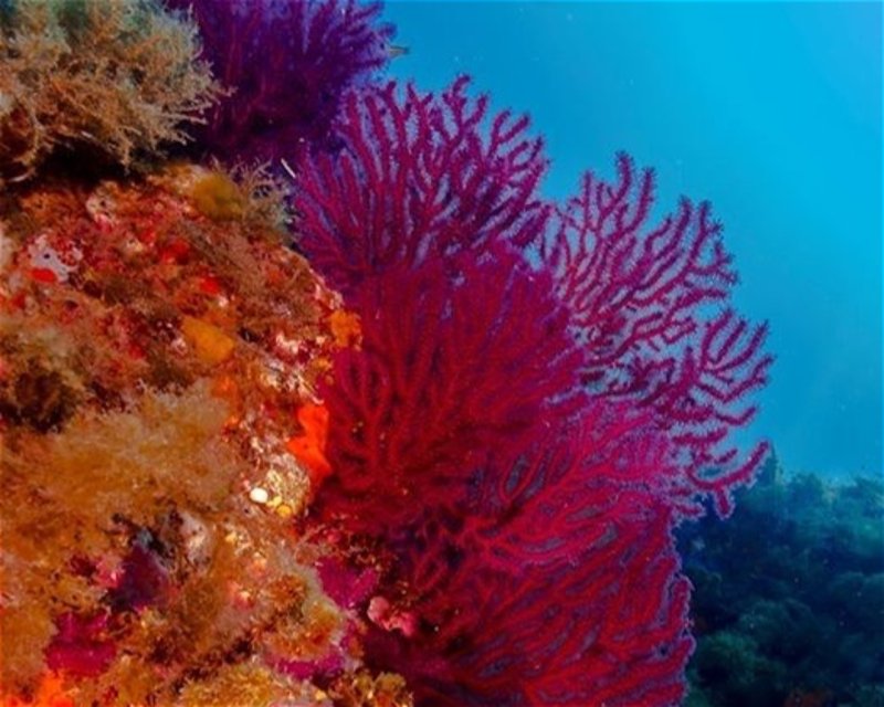 Divesite Image