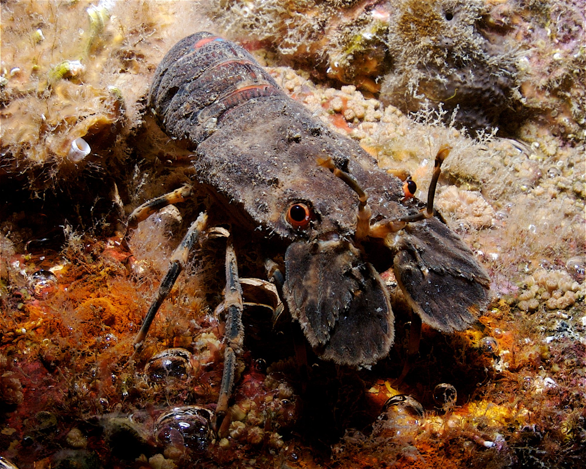 Dive City, 51260 Crikvenica
